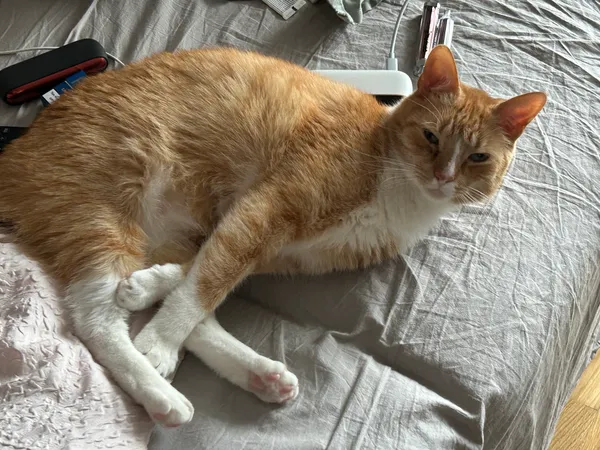 Znaleziono kota, Warszawa, Odolany, 7 marca 2024 (2/3)