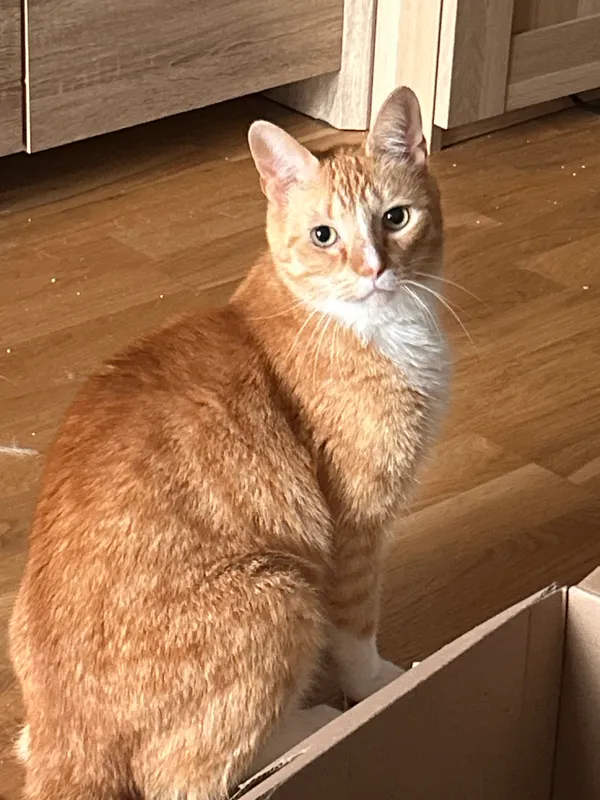 Znaleziono kota, Warszawa, Odolany, 7 marca 2024 (3/3)