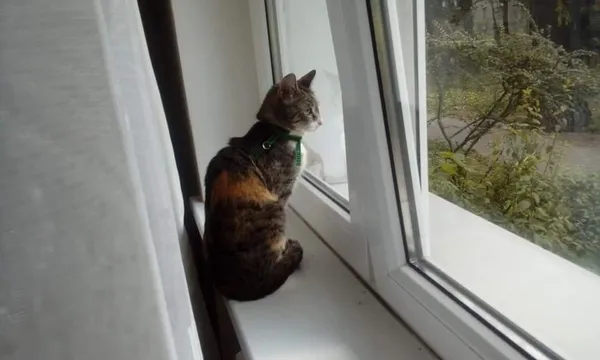 Zaginął kot, Rostworowo, 7 marca 2024 (1/2)