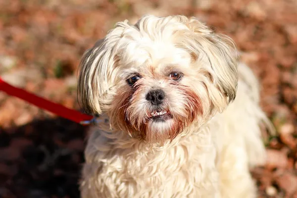 Pies do adopcji, Elbląg, 2 marca 2024 (2/5)