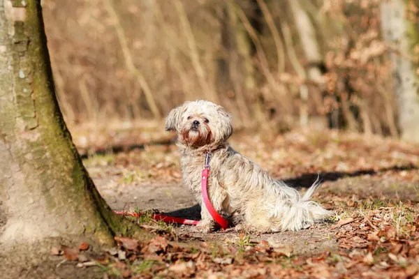 Pies do adopcji, Elbląg, 2 marca 2024 (5/5)