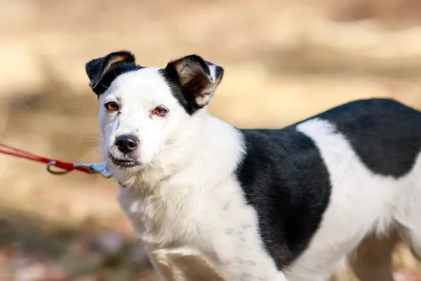 Pies do adopcji, Elbląg, 6 marca 2024 (1/5)