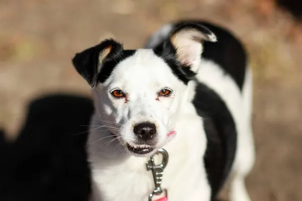 Pies do adopcji, Elbląg, 6 marca 2024 (3/5)