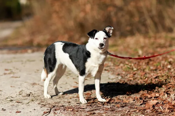 Pies do adopcji, Elbląg, 6 marca 2024 (4/5)