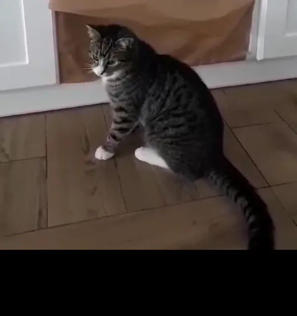 Zaginął kot, Mikołeska, 7 marca 2024 (1/2)