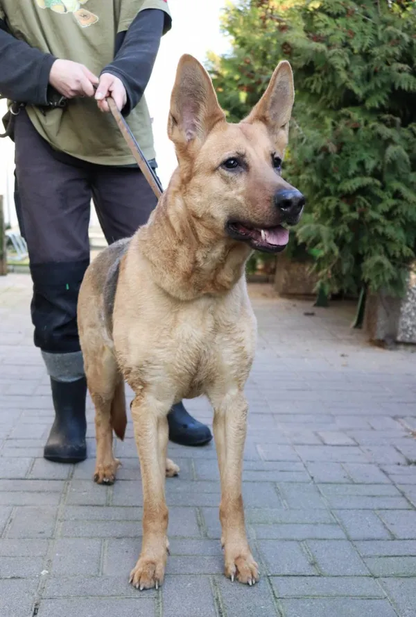 Znaleziono psa, Łódź, 7 marca 2024 (2/5)