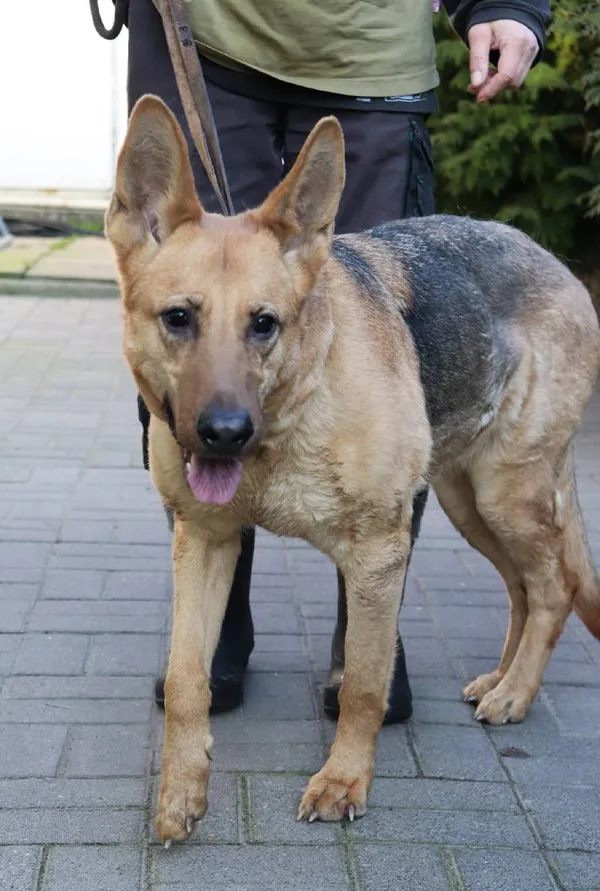 Znaleziono psa, Łódź, 7 marca 2024 (3/5)