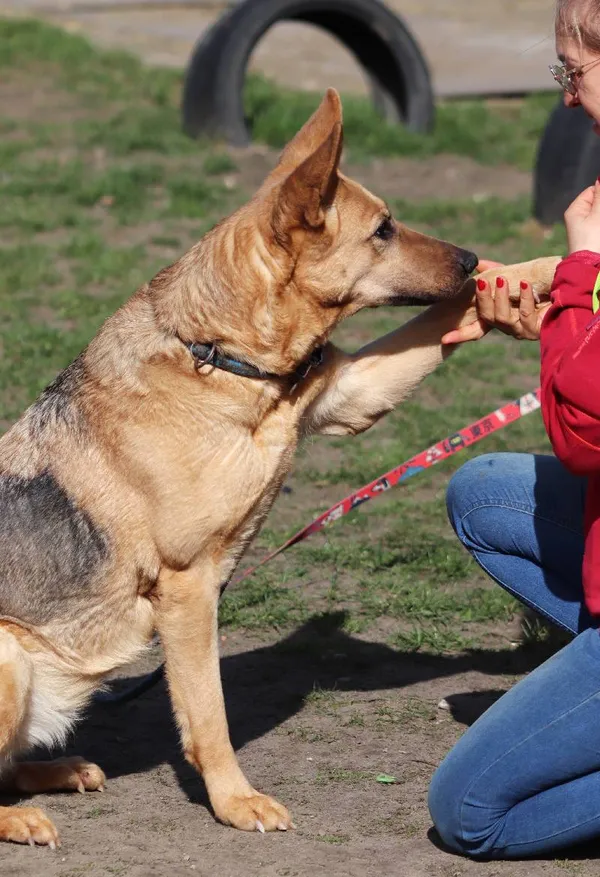 Znaleziono psa, Łódź, 7 marca 2024 (5/5)