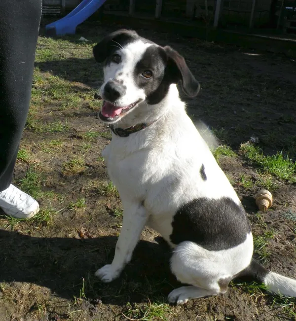 Pies do adopcji, Przyborówko, 7 marca 2024 (1/3)