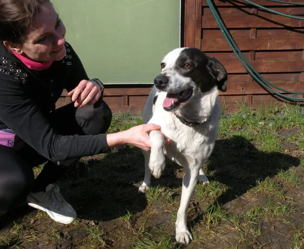 Pies do adopcji, Przyborówko, 7 marca 2024 (2/3)