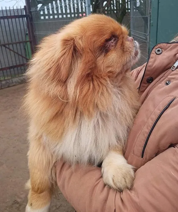 Pies do adopcji, Przyborówko, 7 marca 2024 (1/3)