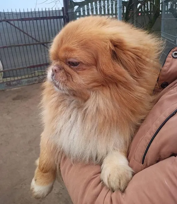 Pies do adopcji, Przyborówko, 7 marca 2024 (2/3)