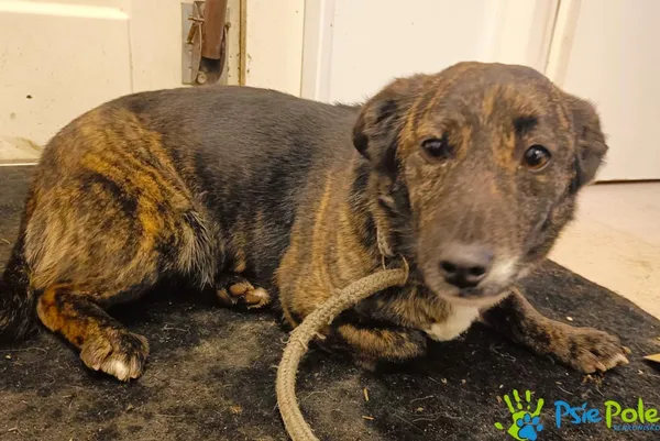 Znaleziono psa, Racławice, 5 marca 2024 (1/5)