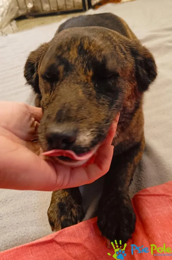 Znaleziono psa, Racławice, 5 marca 2024 (3/5)