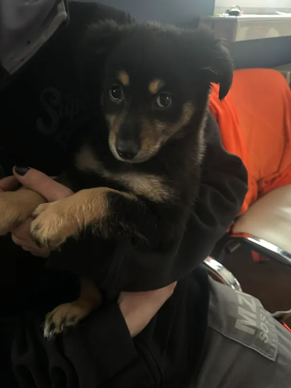 Znaleziono psa, Sosnowiec, 6 marca 2024