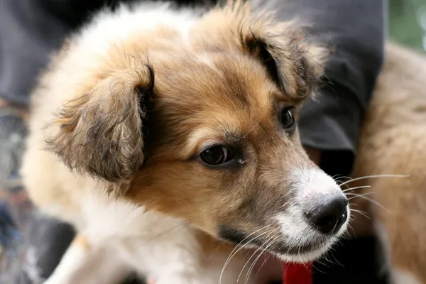 Znaleziono psa, Wałbrzych, 7 marca 2024 (1/3)