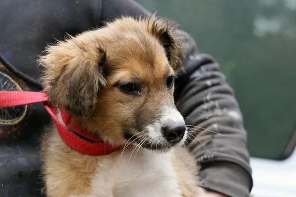 Znaleziono psa, Wałbrzych, 7 marca 2024 (2/3)