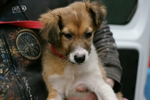 Znaleziono psa, Wałbrzych, 7 marca 2024 (3/3)