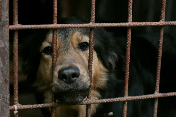 Znaleziono psa, Wałbrzych, 2 marca 2024 (2/2)