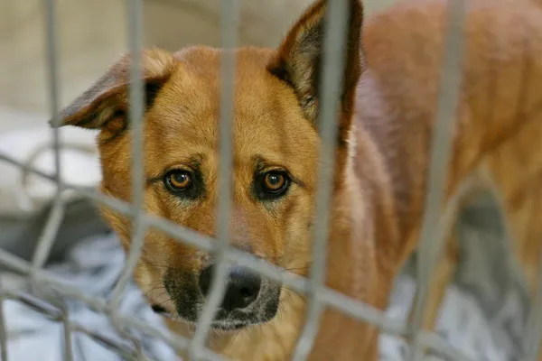 Znaleziono psa, Wałbrzych, 1 marca 2024