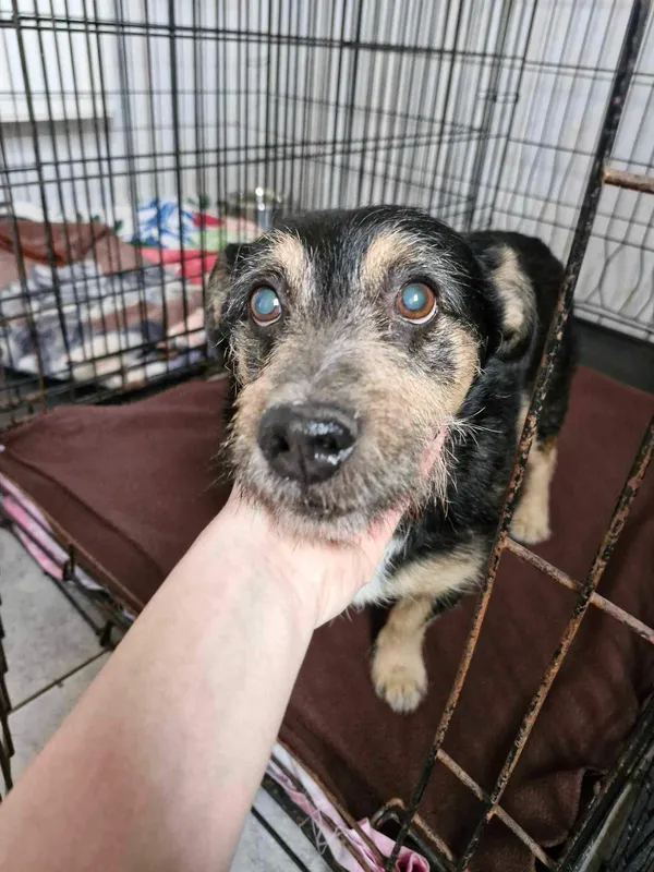 Znaleziono psa, Sosnowiec, 3 marca 2024 (1/2)