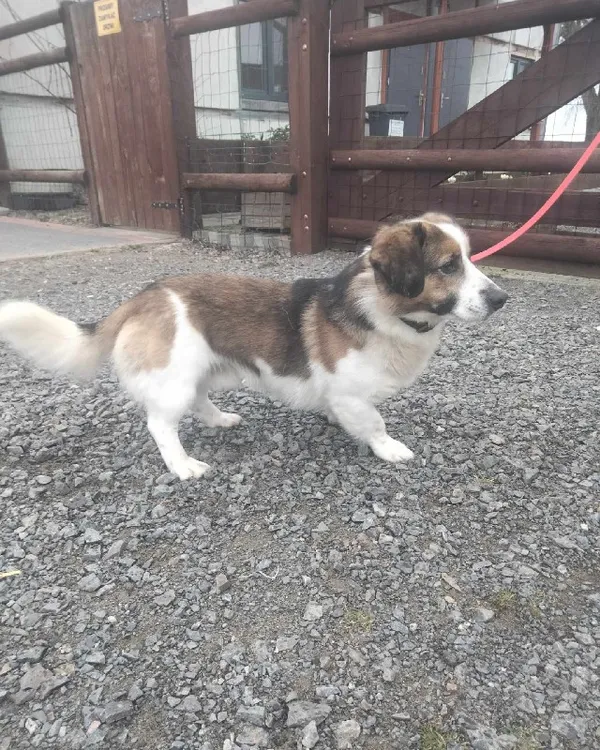 Znaleziono psa, Młodolino, 5 marca 2024