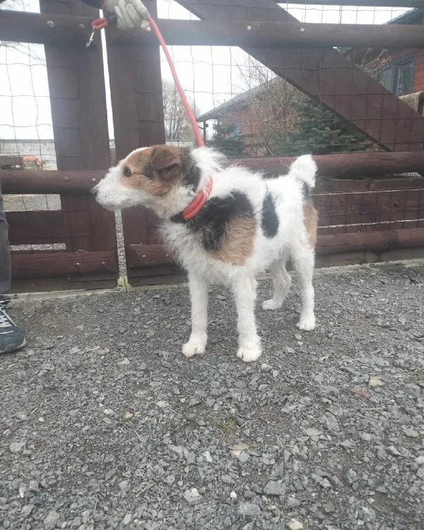 Znaleziono psa, Młodolino, 5 marca 2024