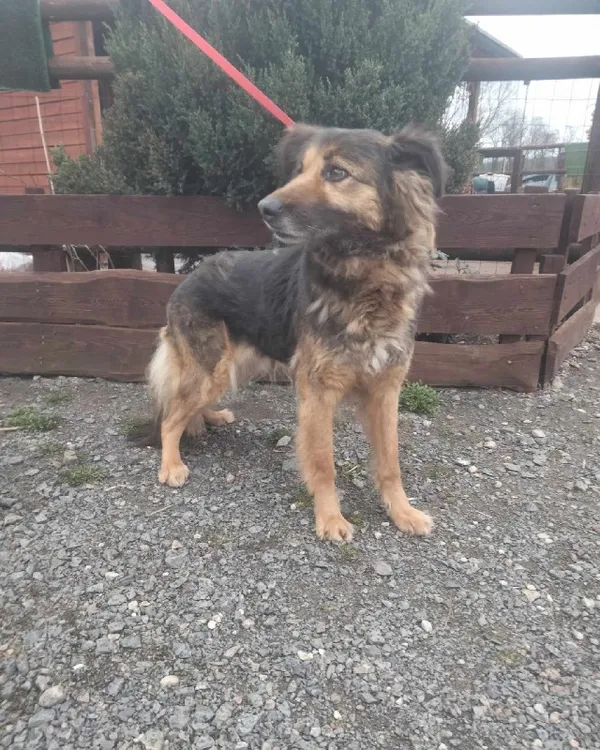 Znaleziono psa, Młodolino, 5 marca 2024