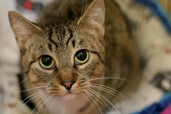 Znaleziono kota, Wałbrzych, 4 marca 2024