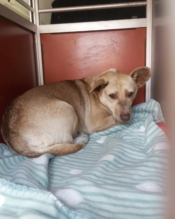 Znaleziono psa, Młodolino, 4 marca 2024