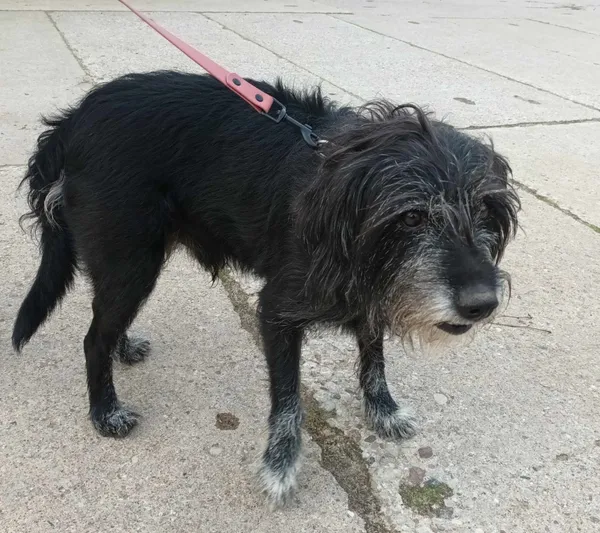 Znaleziono psa, Pieckowo, 4 marca 2024 (1/2)