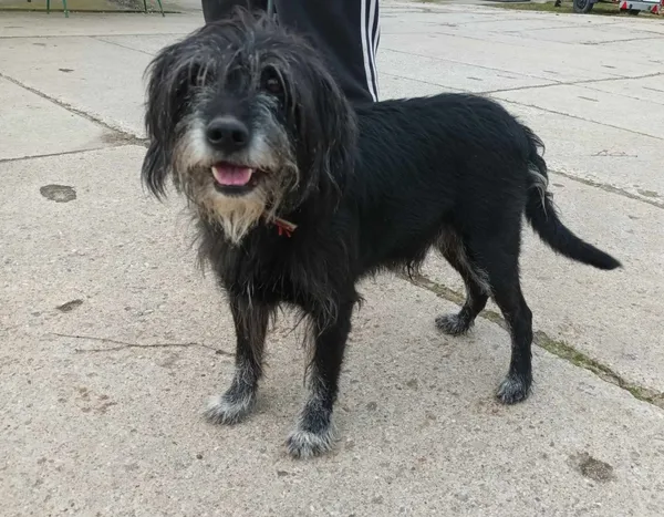 Znaleziono psa, Pieckowo, 4 marca 2024 (2/2)