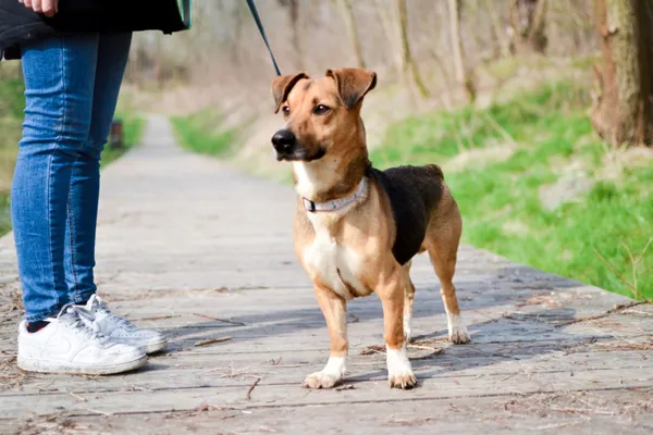 Znaleziono psa, Sosnowiec, 2 marca 2024 (2/3)