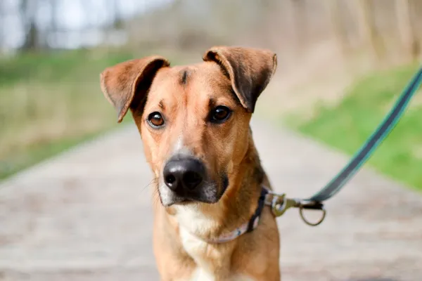 Znaleziono psa, Sosnowiec, 2 marca 2024 (3/3)