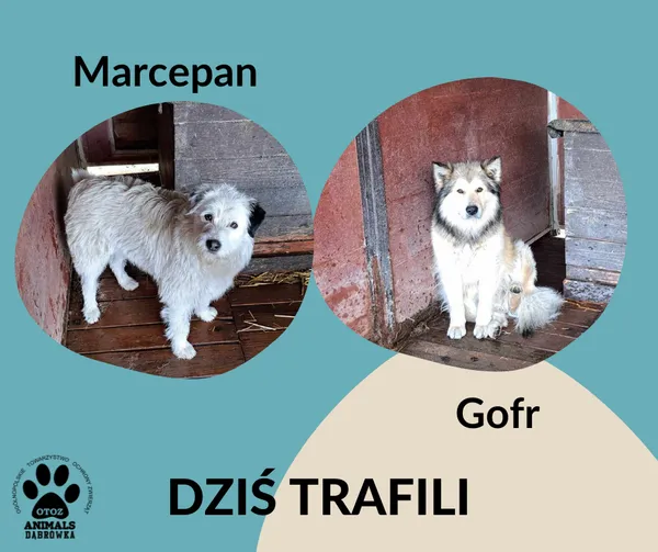 Znaleziono psa, Dąbrówka, 2 marca 2024