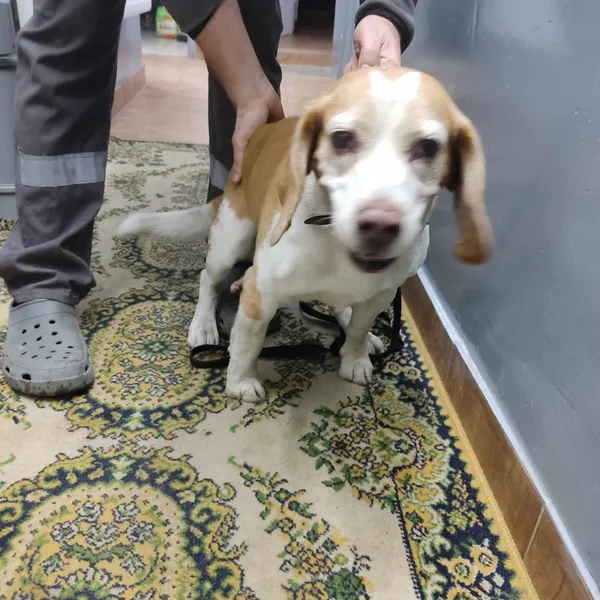 Znaleziono psa, Sosnowiec, 29 lutego 2024 (2/2)