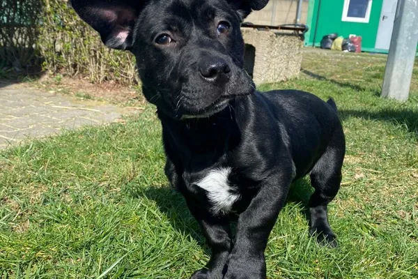 Znaleziono psa, Henrykowo, 22 lutego 2024 (1/5)