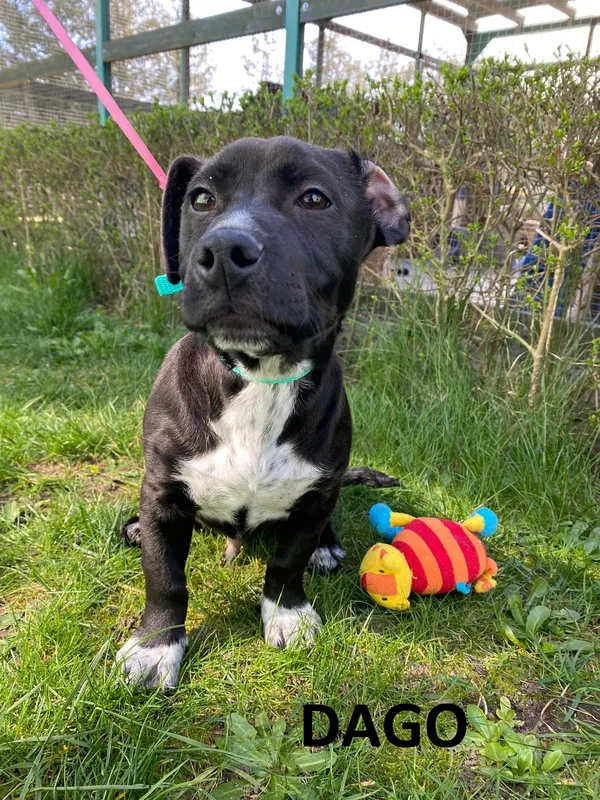 Znaleziono psa, Henrykowo, 22 lutego 2024 (2/5)