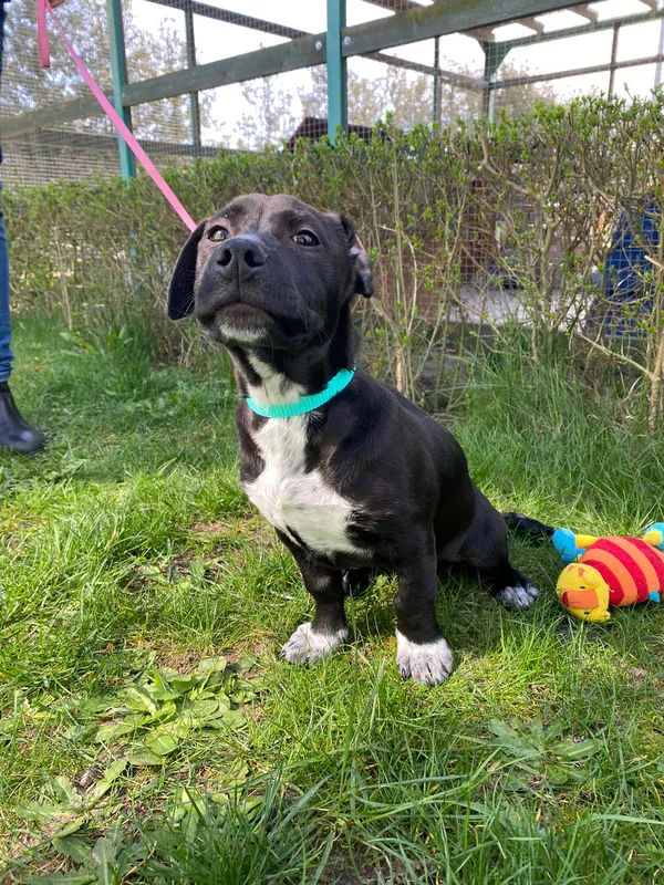 Znaleziono psa, Henrykowo, 22 lutego 2024 (3/5)