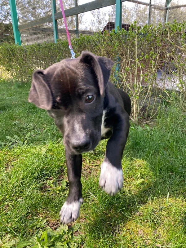 Znaleziono psa, Henrykowo, 22 lutego 2024 (5/5)