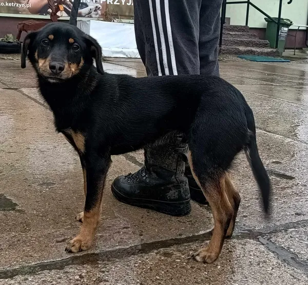 Znaleziono psa, Pieckowo, 28 lutego 2024 (1/2)