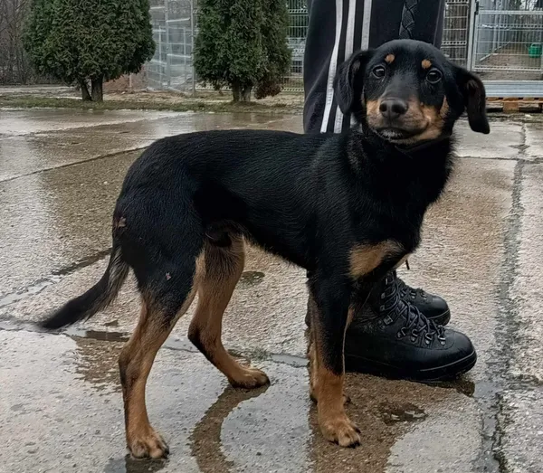 Znaleziono psa, Pieckowo, 28 lutego 2024 (2/2)