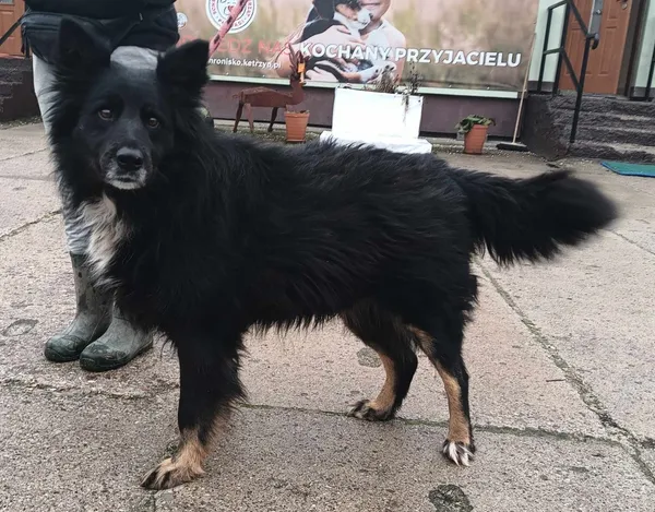 Znaleziono psa, Pieckowo, 27 lutego 2024 (1/2)