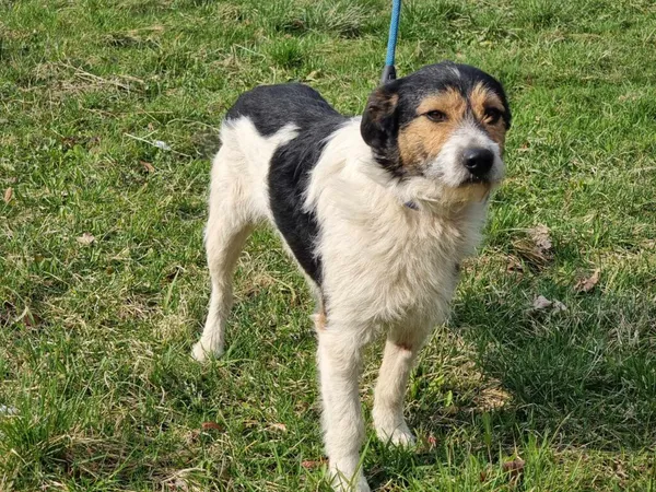 Pies do adopcji, Ropczyce, 7 marca 2024