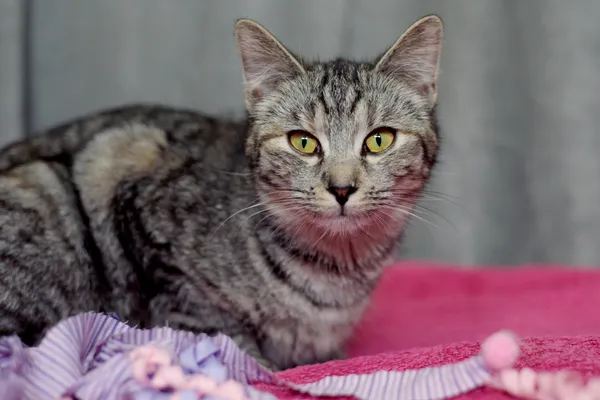 Znaleziono kota, Sosnowiec, 6 marca 2024 (1/5)