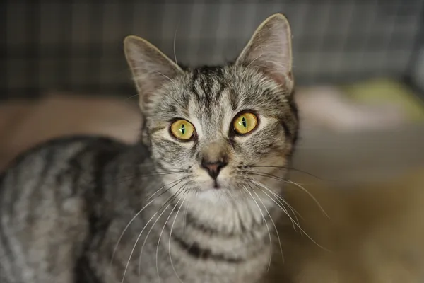 Znaleziono kota, Sosnowiec, 6 marca 2024 (2/5)