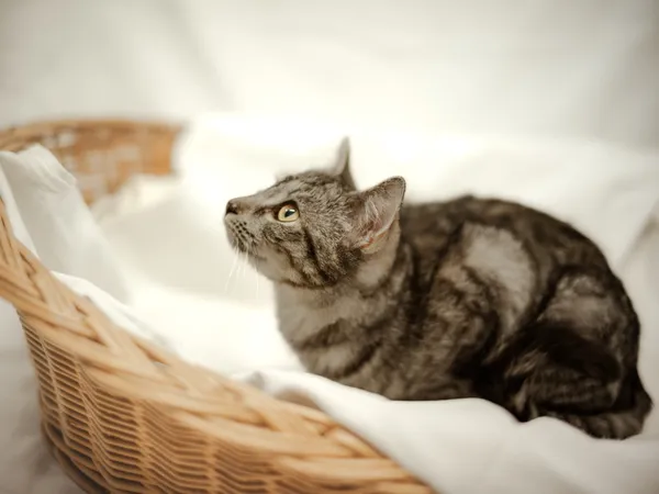 Znaleziono kota, Sosnowiec, 6 marca 2024 (5/5)