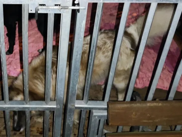 Znaleziono psa, Radom, 7 marca 2024