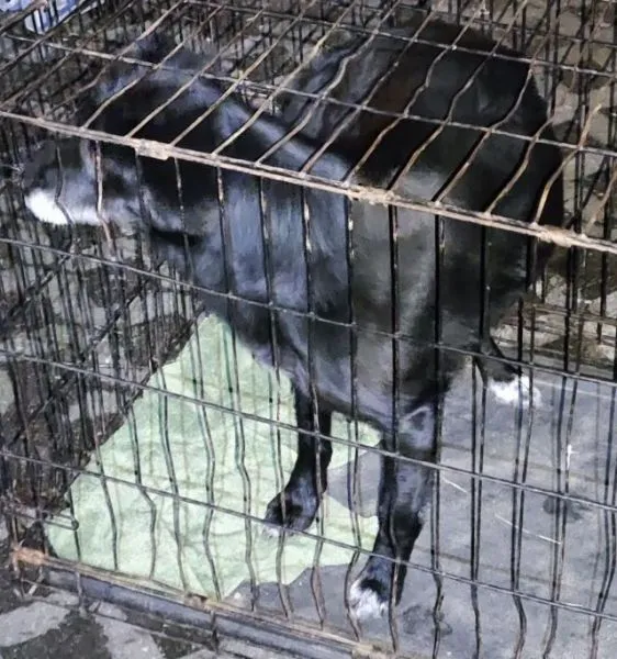 Znaleziono psa, Radom, 7 marca 2024