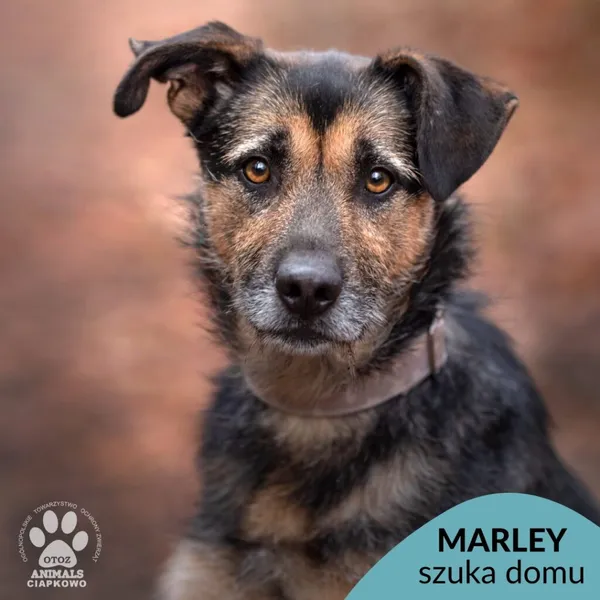 Pies do adopcji, Gdynia, 8 marca 2024 (1/4)